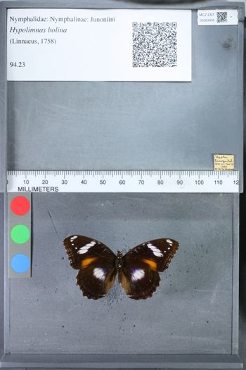 Media type: image;   Entomology 83908